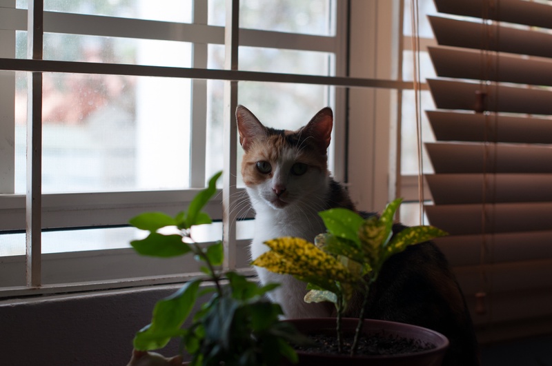 _DSC0077