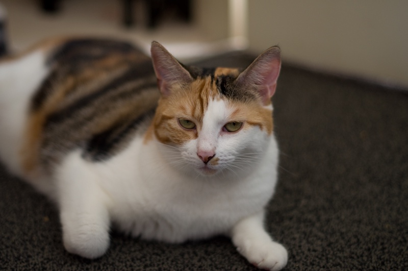 _DSC3348-ab-l